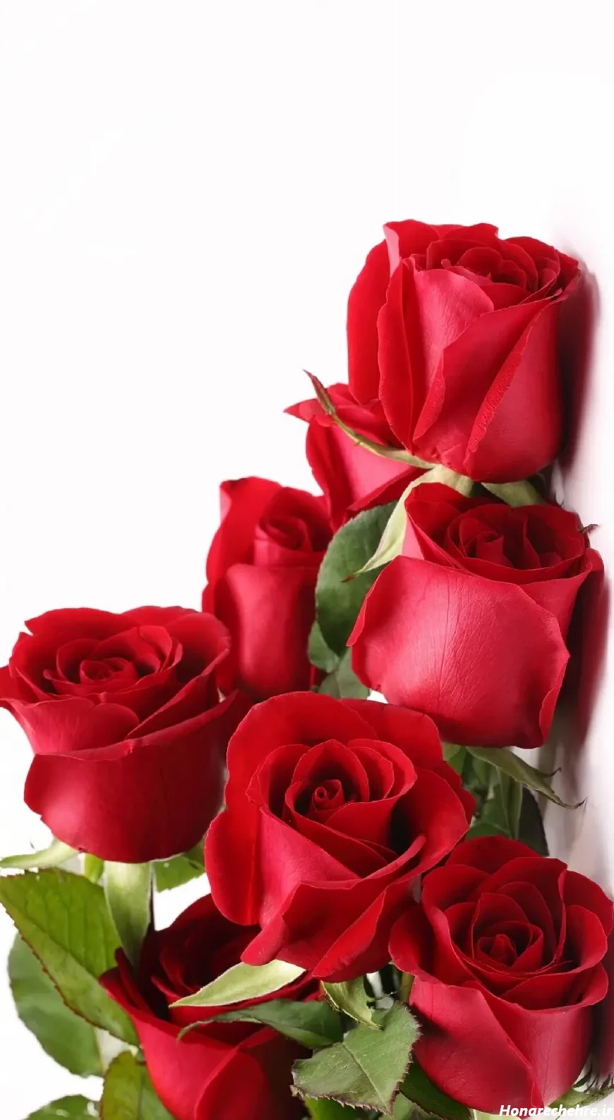 عکس گل رز قرمز عاشقانه طبیعی