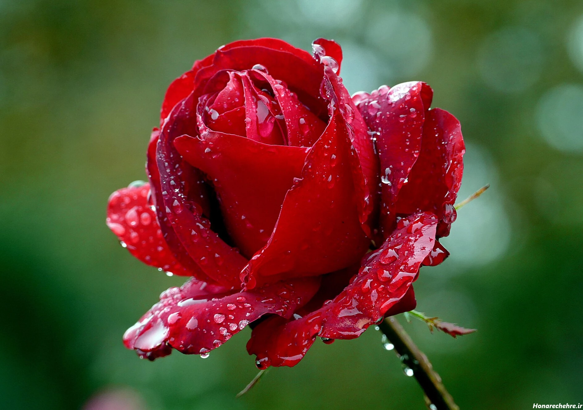 عکس گل رز قرمز عاشقانه طبیعی