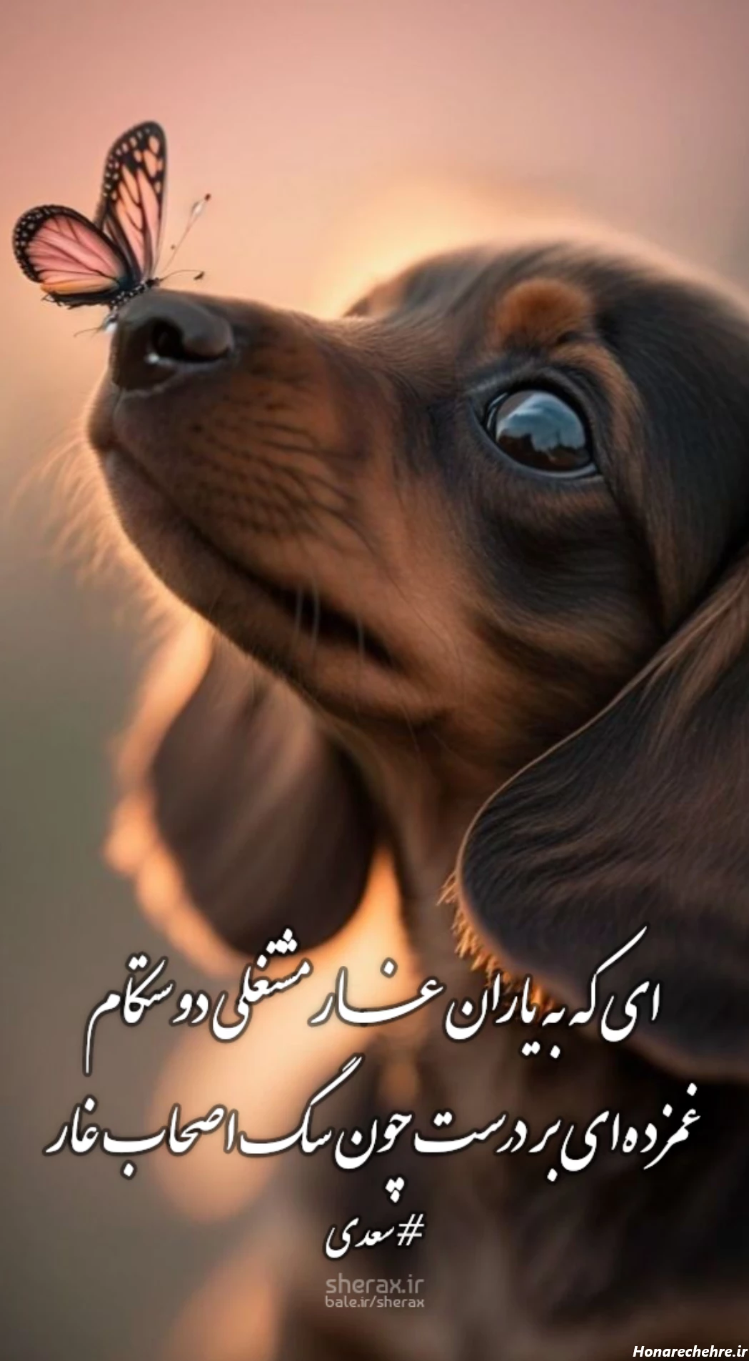 ای که به یاران غار مشتغلی دوستکام - غمزدهای بر درست چون سگ ...
