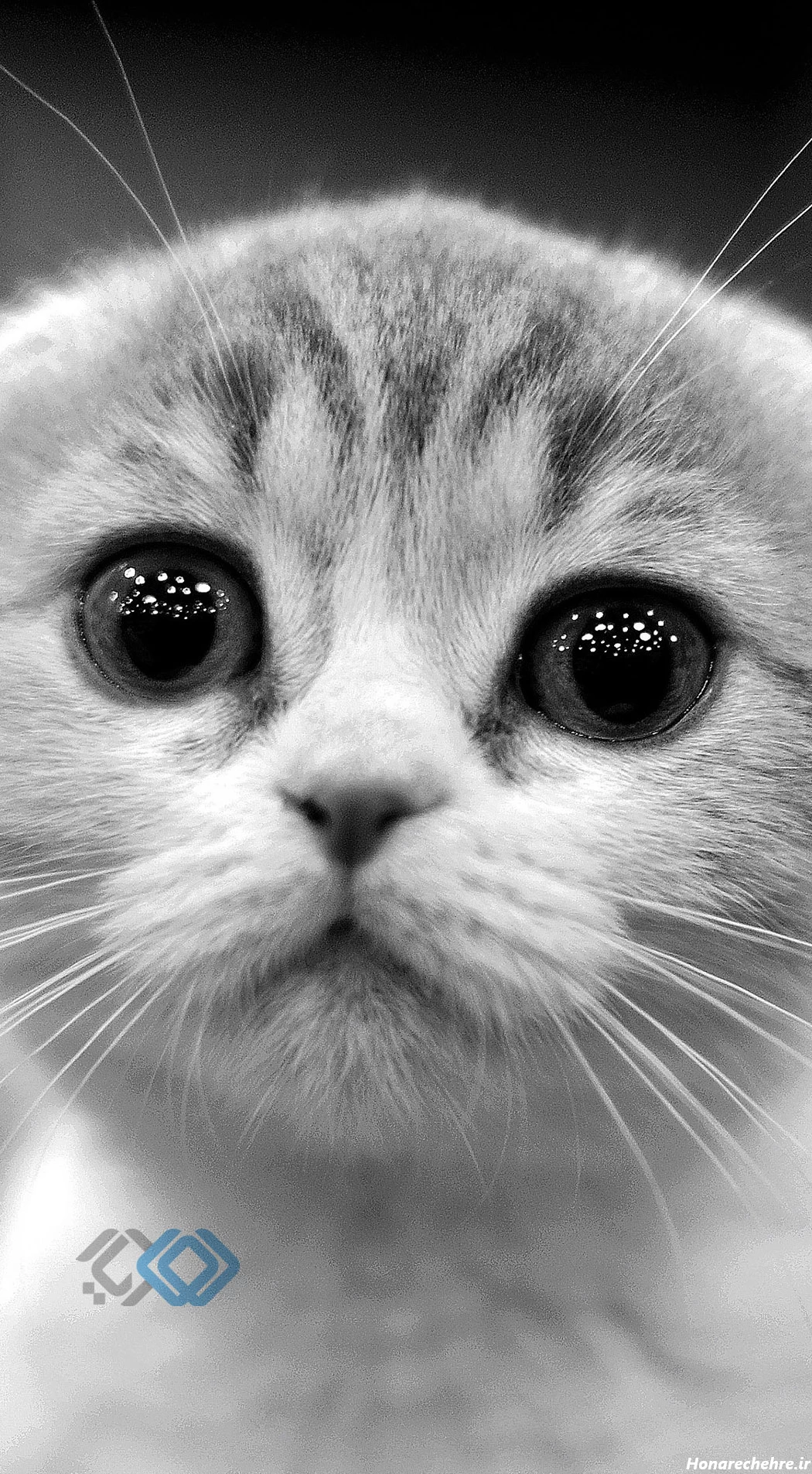 عکس حیوانات وحشی با کیفیت بالا