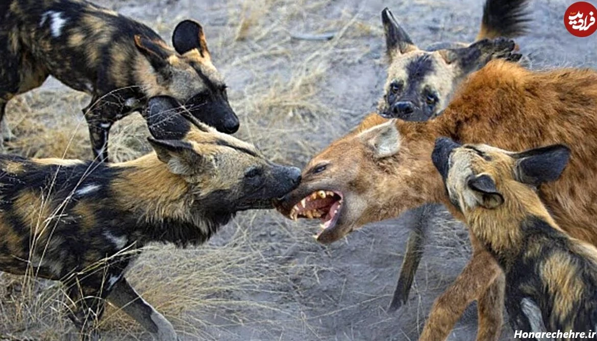 نژاد سگ های ولگرد ایرانی