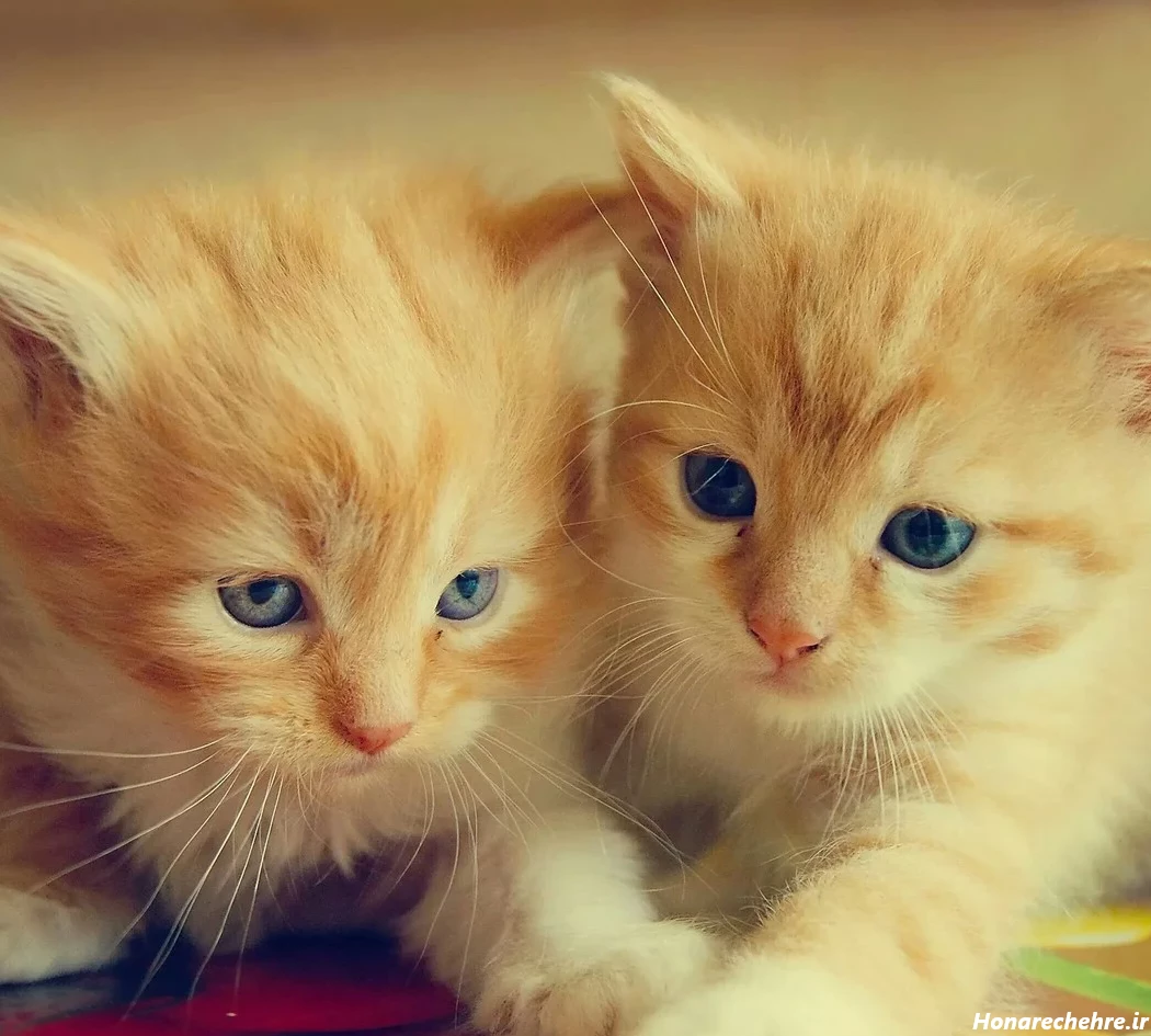 عکس حیوانات کیوت فانتزی