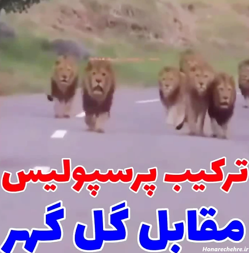 عکس شیر پرسپولیس جدید