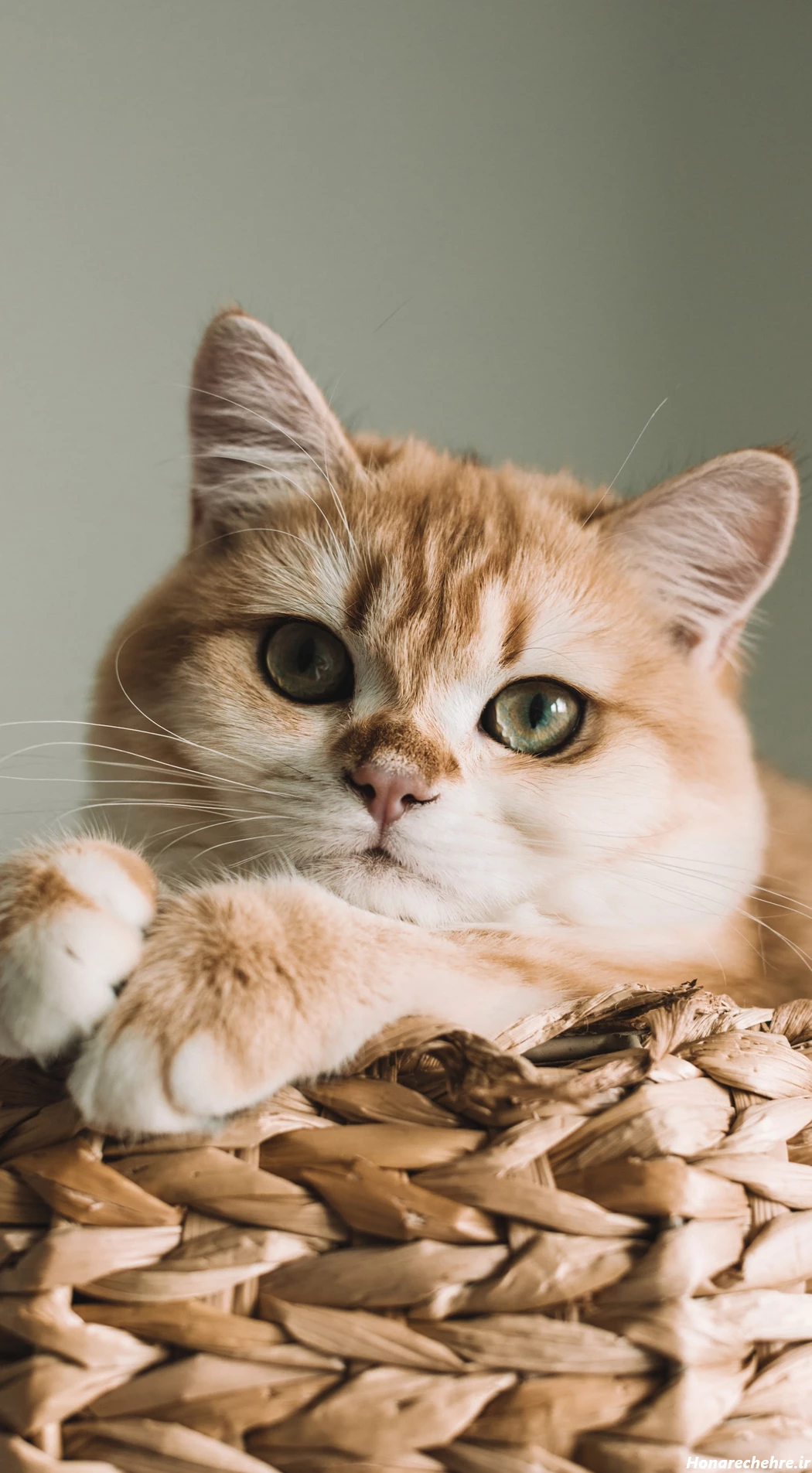 عکس گربه واقعی سیاه