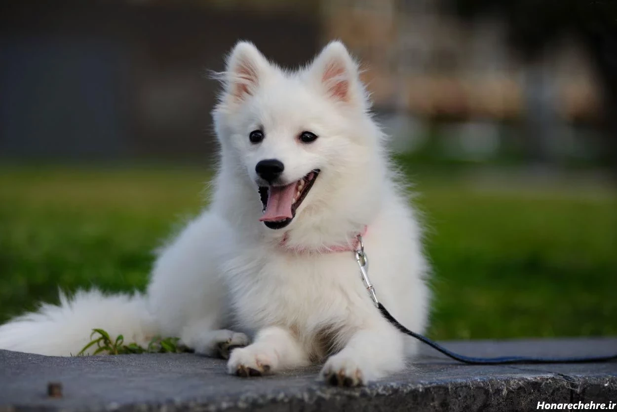 عکس سگ سفید برفی