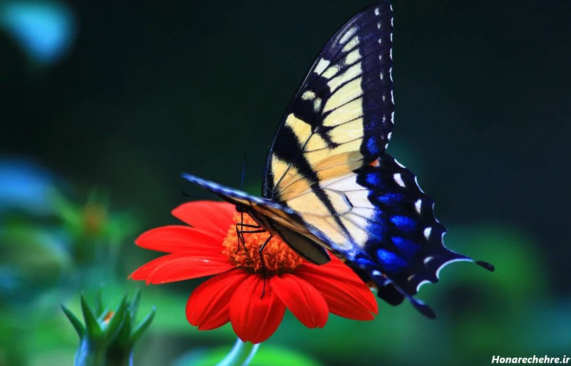 عکس پروانه فانتزی