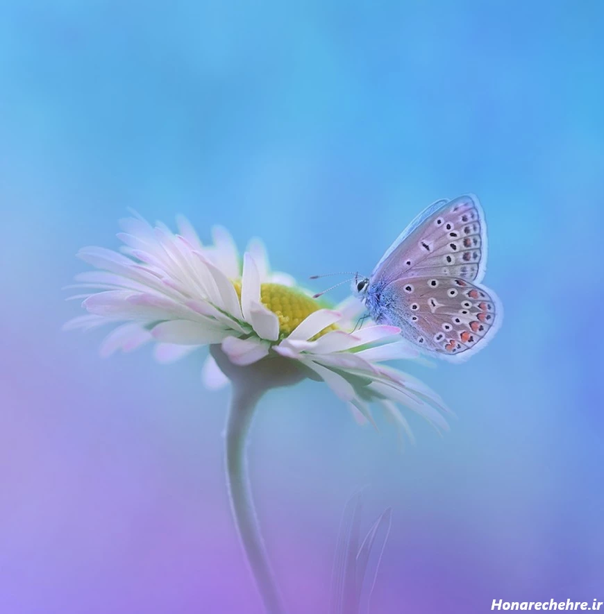 عکس پروانه فانتزی