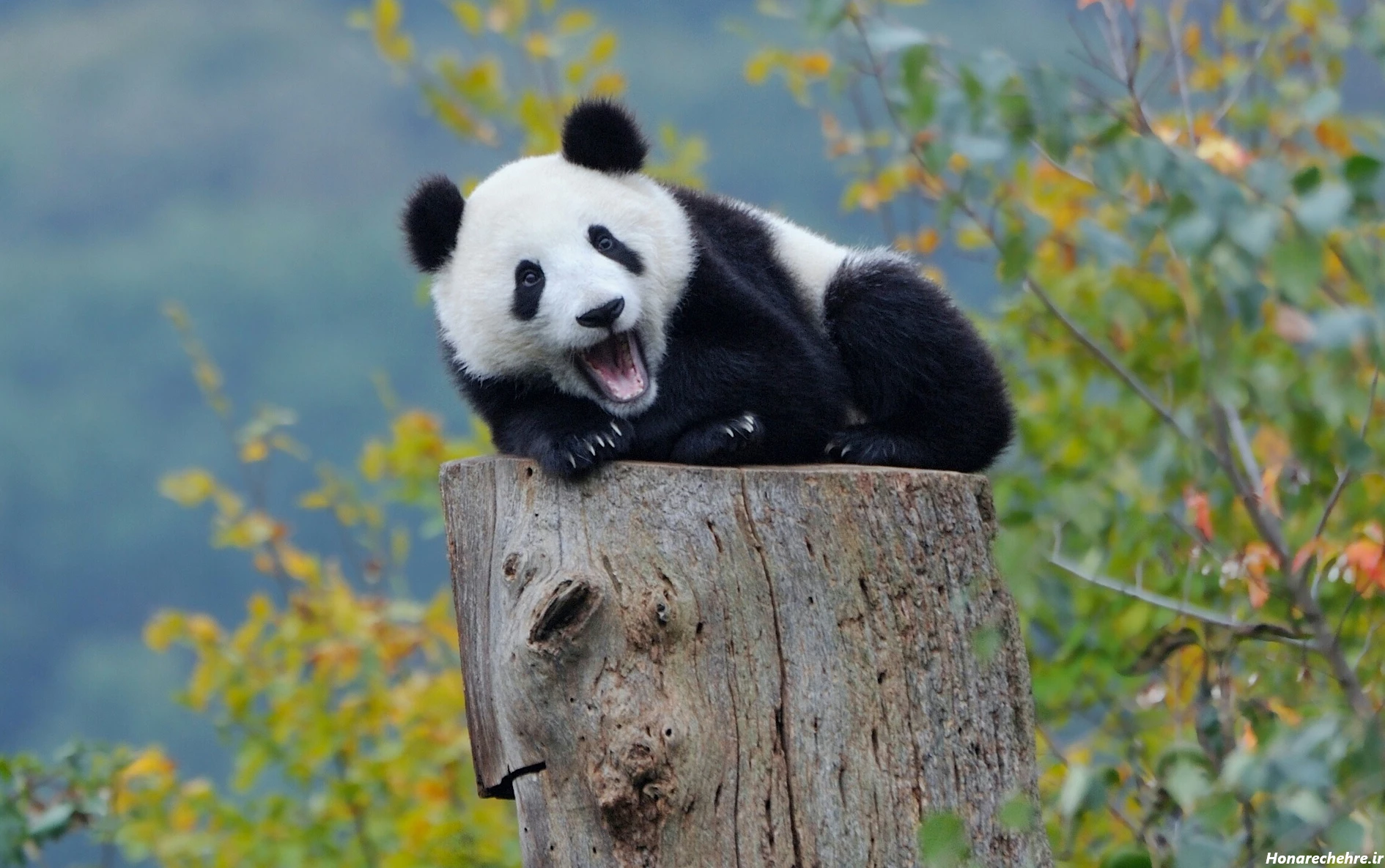 عکس پروفایل خرس غمگین