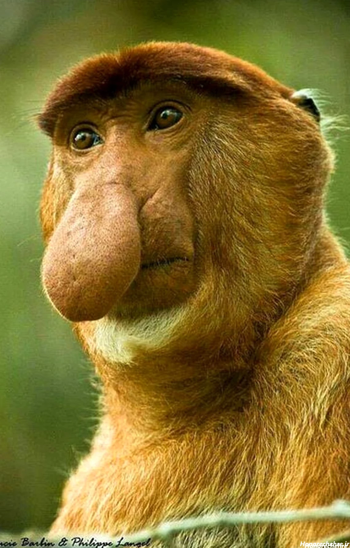 عکس حیوانات و پرندگان