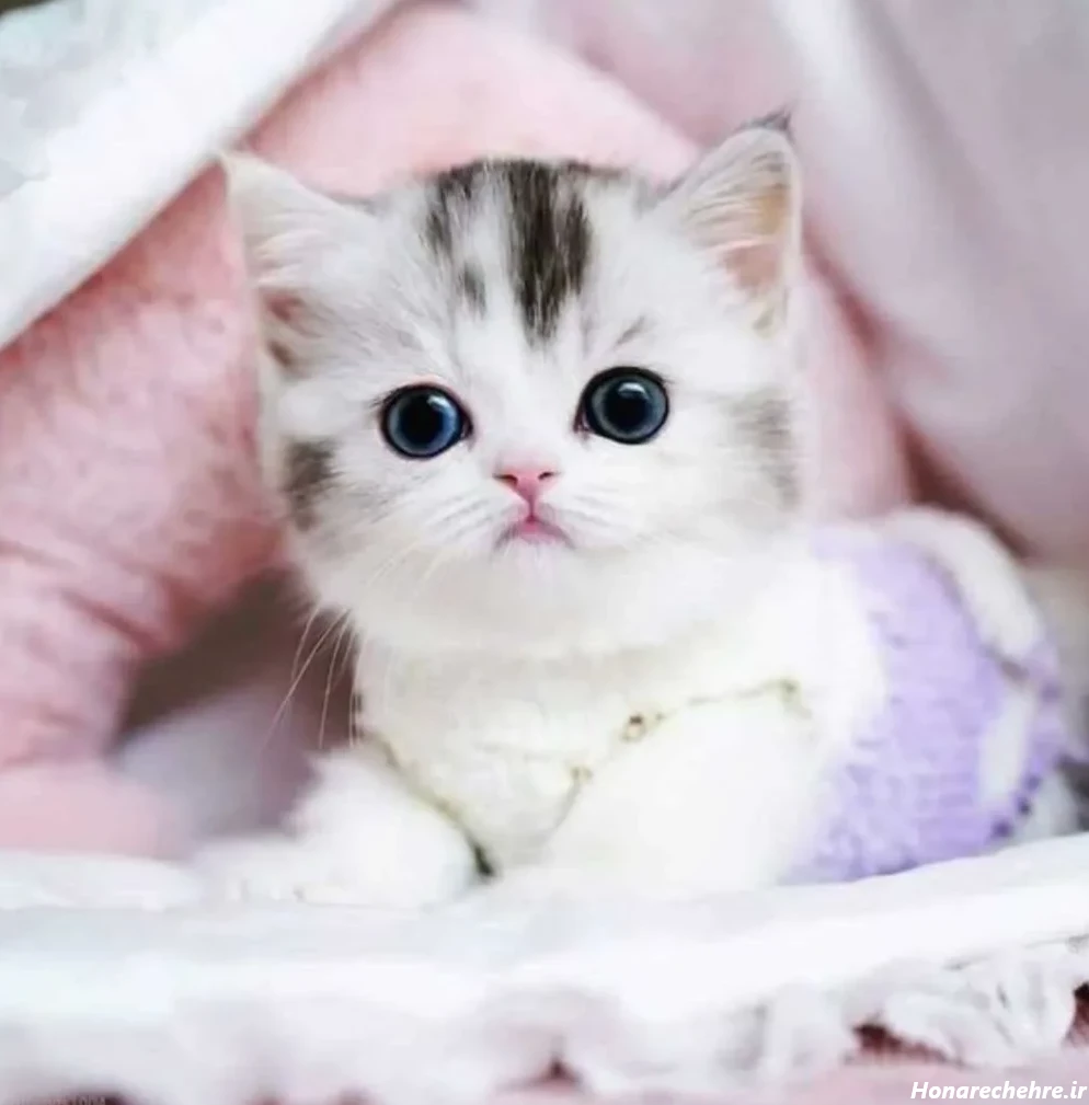 عکس گربه برای تصویر زمینه