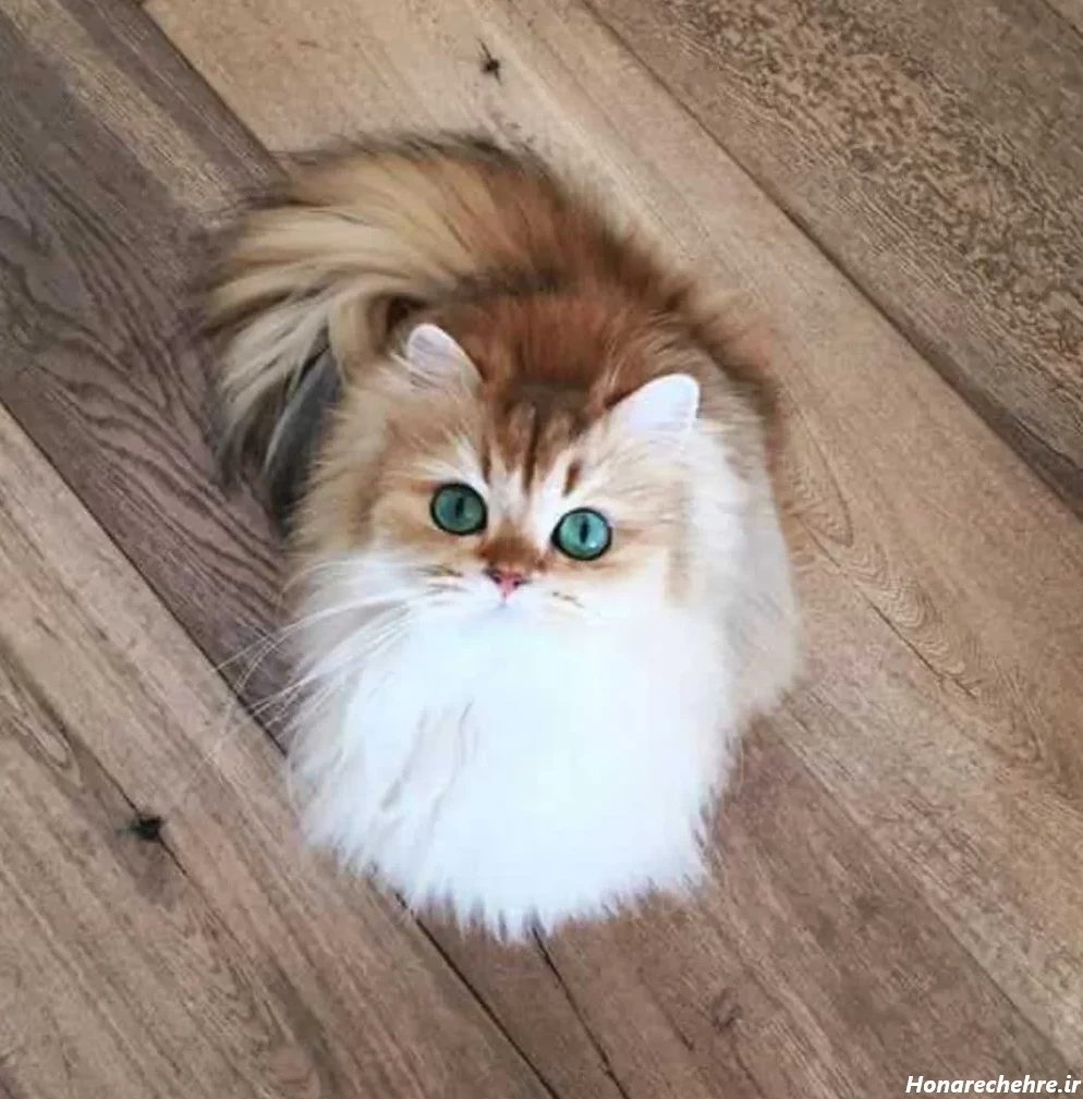 عکس گربه برای تصویر زمینه