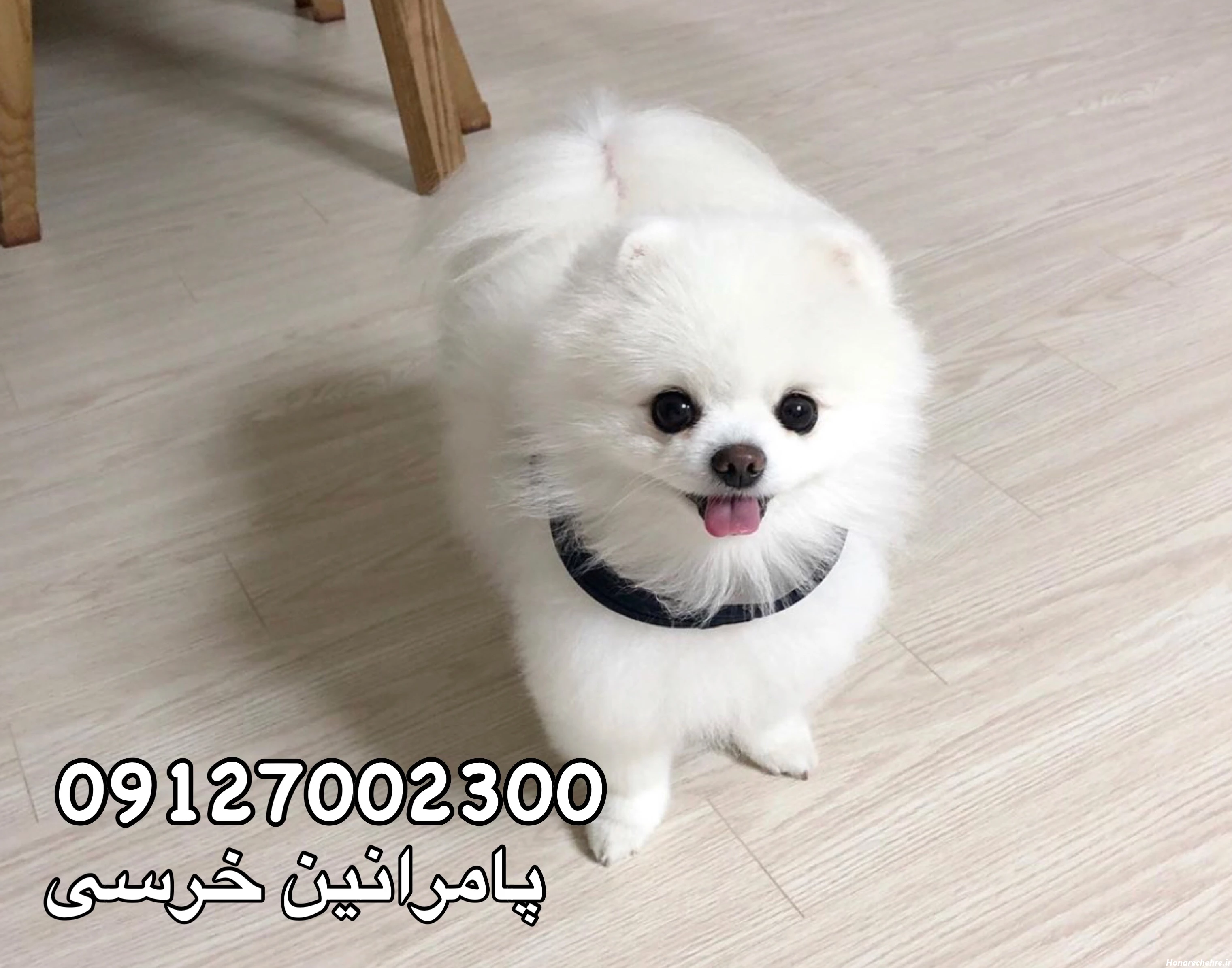 سگ پامرانین خرسی :: درباره خصوصیات سگ های شکاری پامرانین
