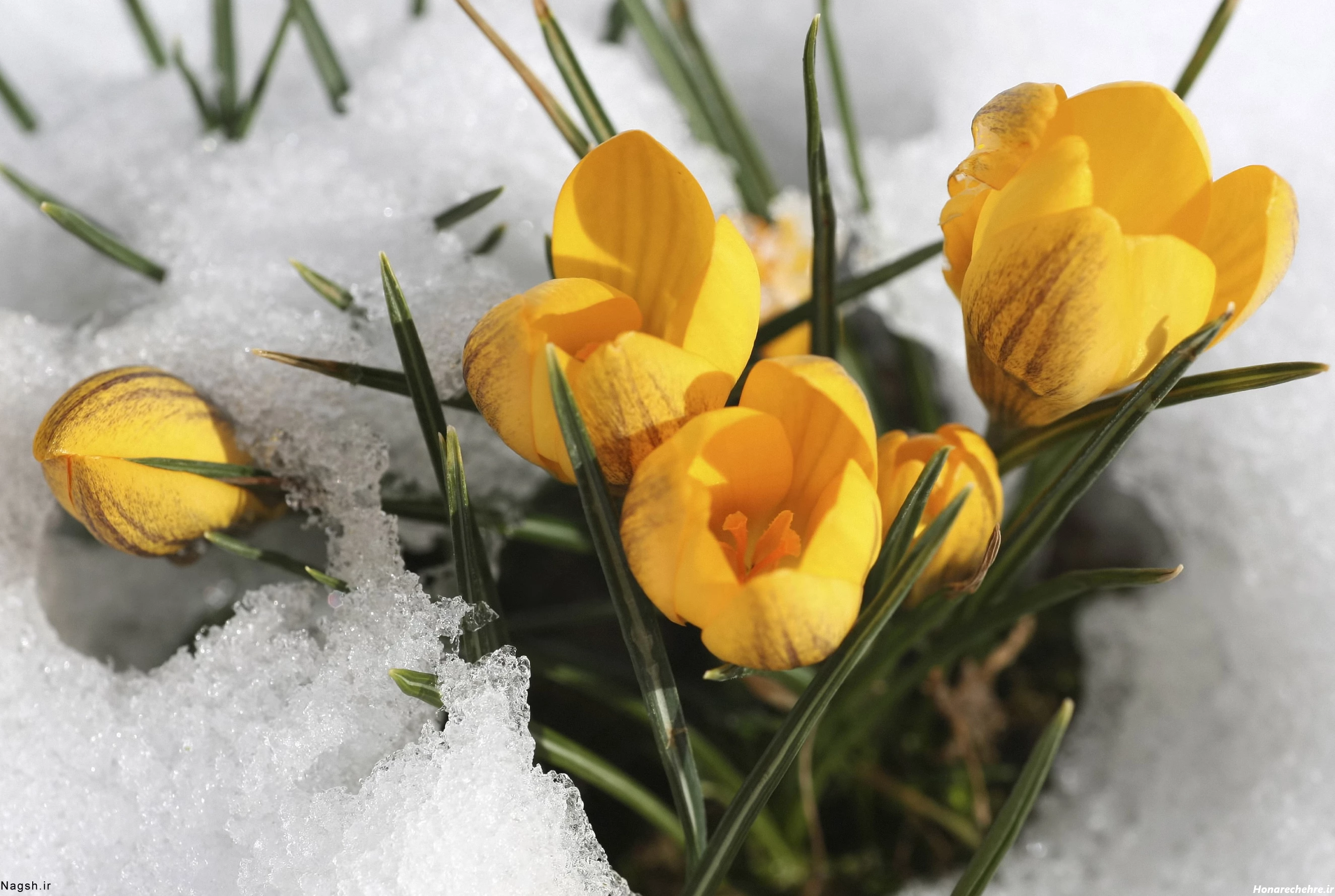 32 عکس گل نرگس در برف جلوه ای دلنشین از زیبایی طبیعت