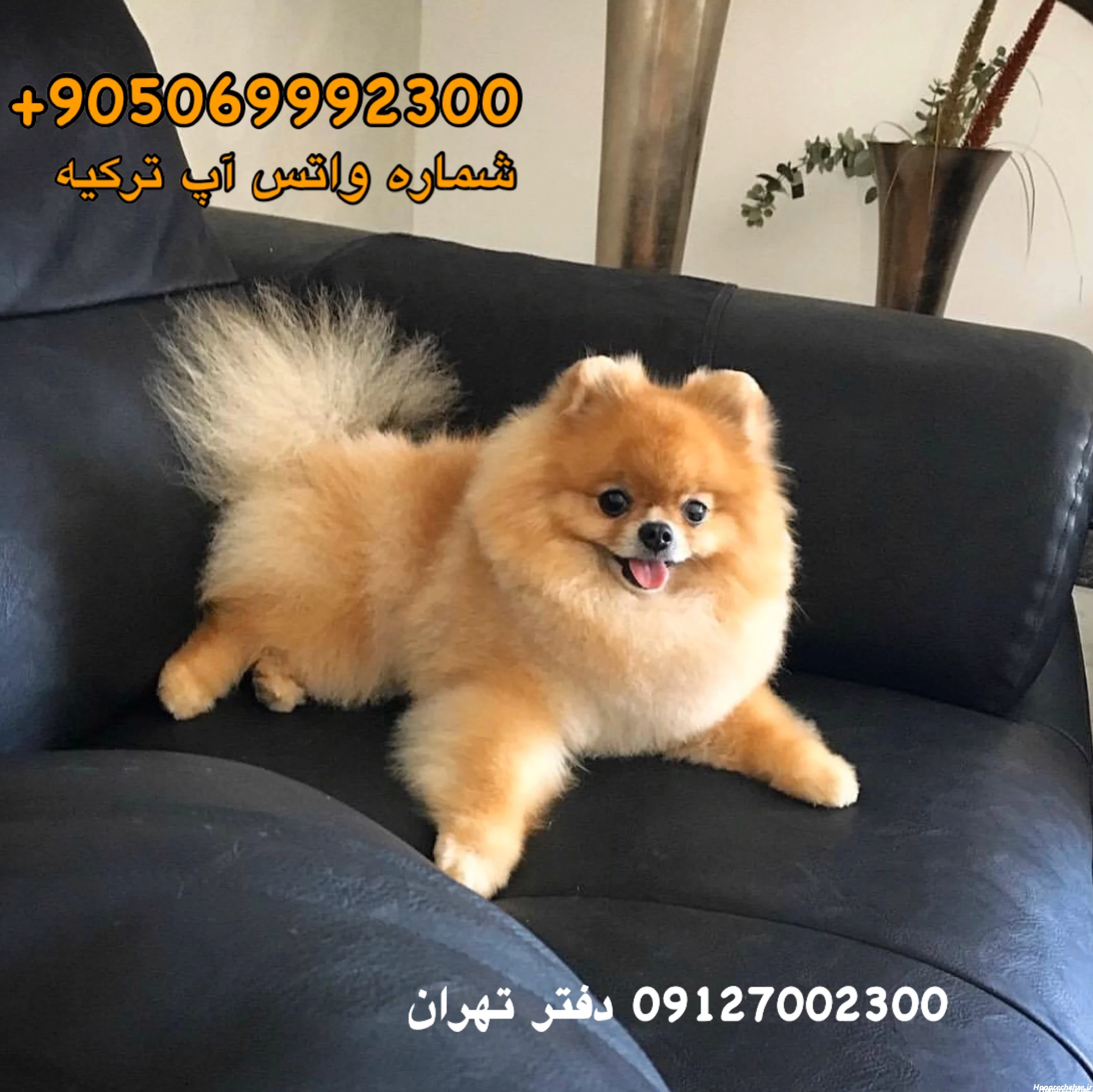 20 عکس های جذاب سگ خرسی که قلبتان را به دست می آورند