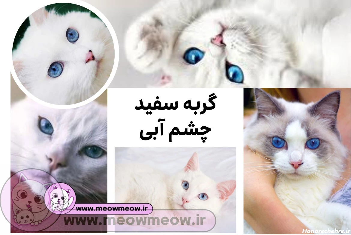 قیمت گربه پرشین سفید چشم ابی دیوار
