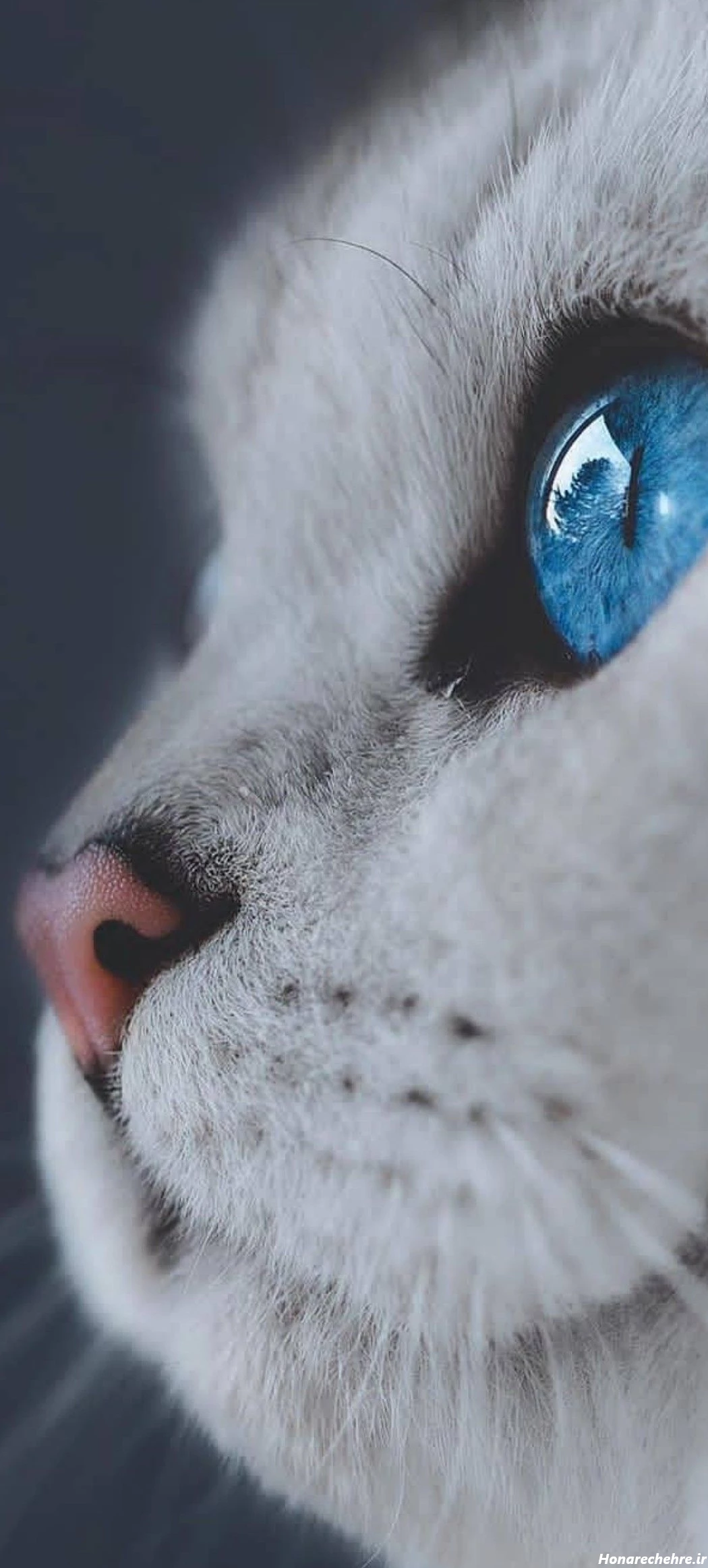 قیمت گربه پرشین سفید چشم ابی دیوار