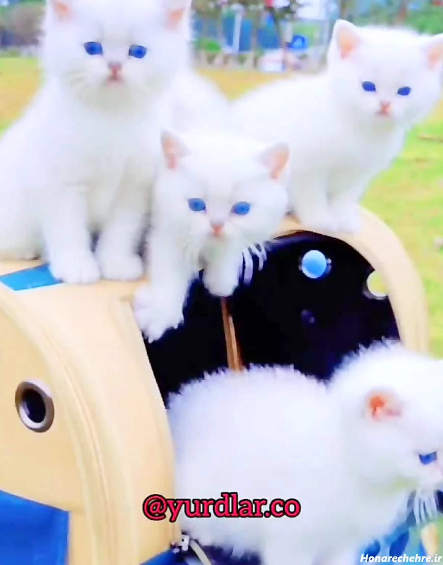 قیمت گربه پرشین سفید چشم ابی دیوار