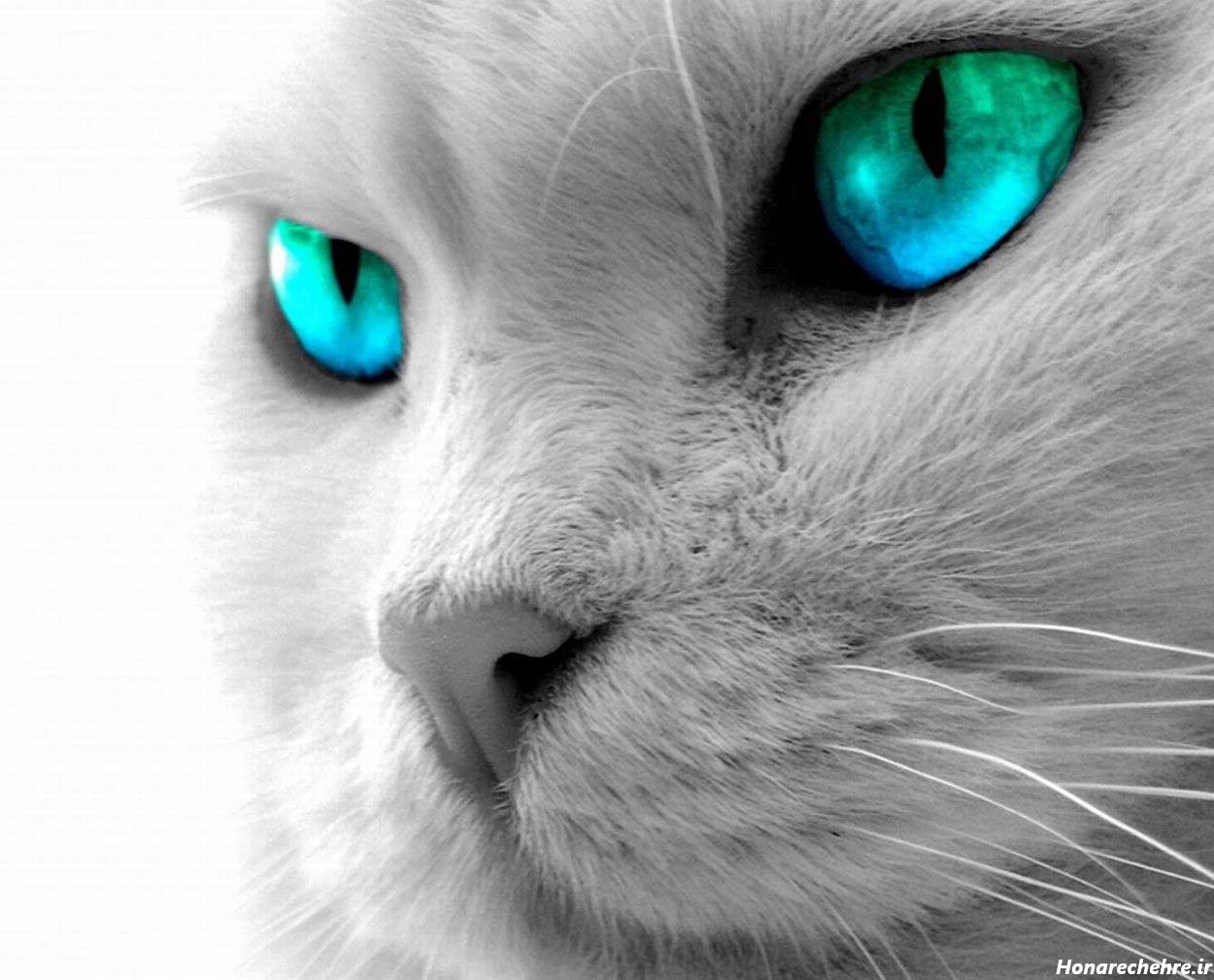 قیمت گربه پرشین سفید چشم ابی دیوار