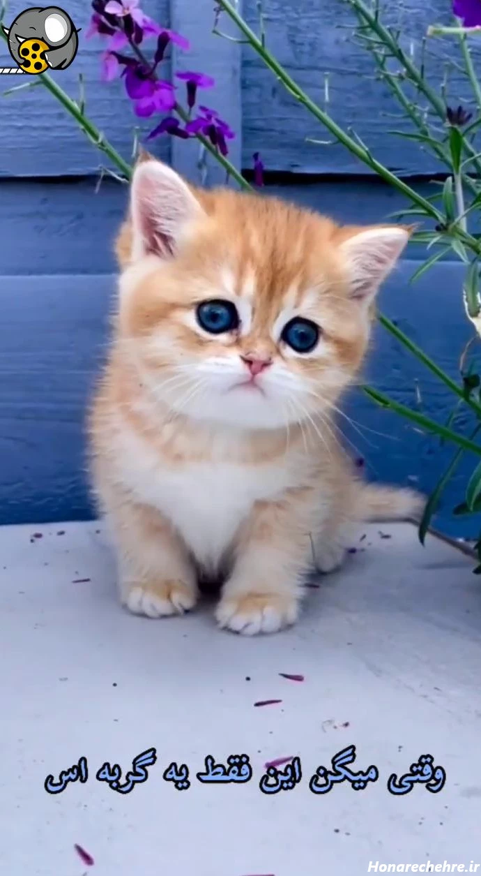 قیمت گربه پرشین سفید چشم ابی دیوار