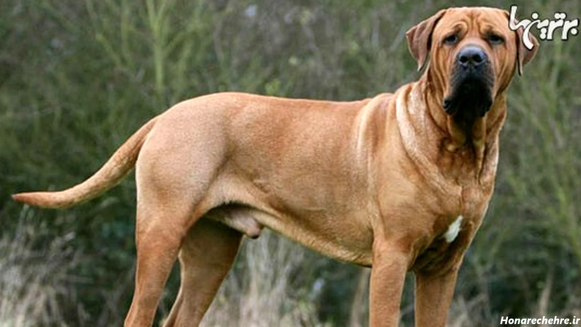 نژاد سگ های ولگرد ایرانی