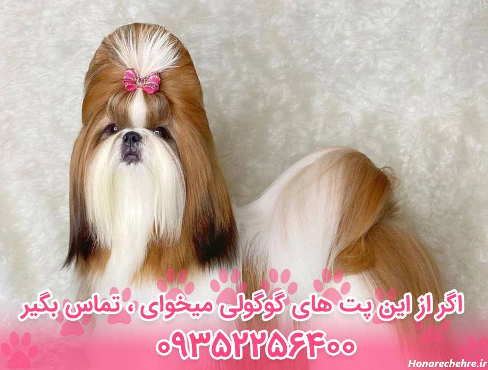 عکس سگ رنگین کمانی