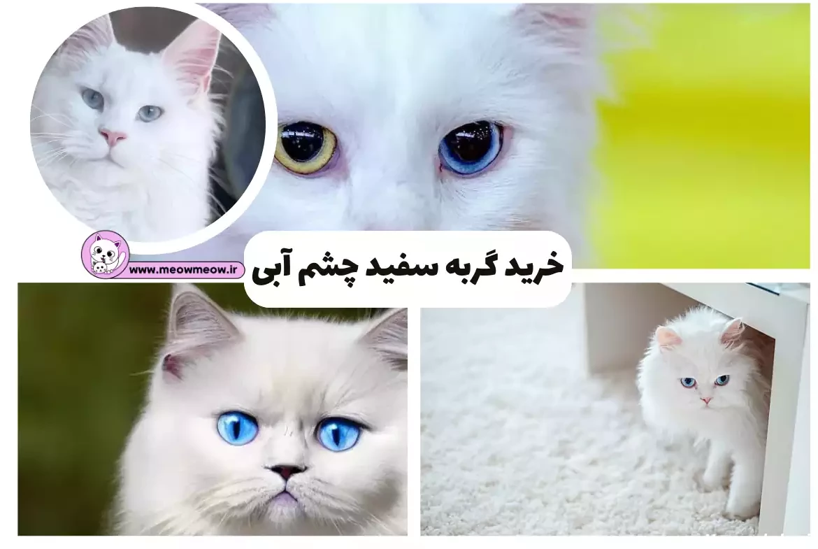 قیمت گربه پرشین سفید چشم ابی دیوار