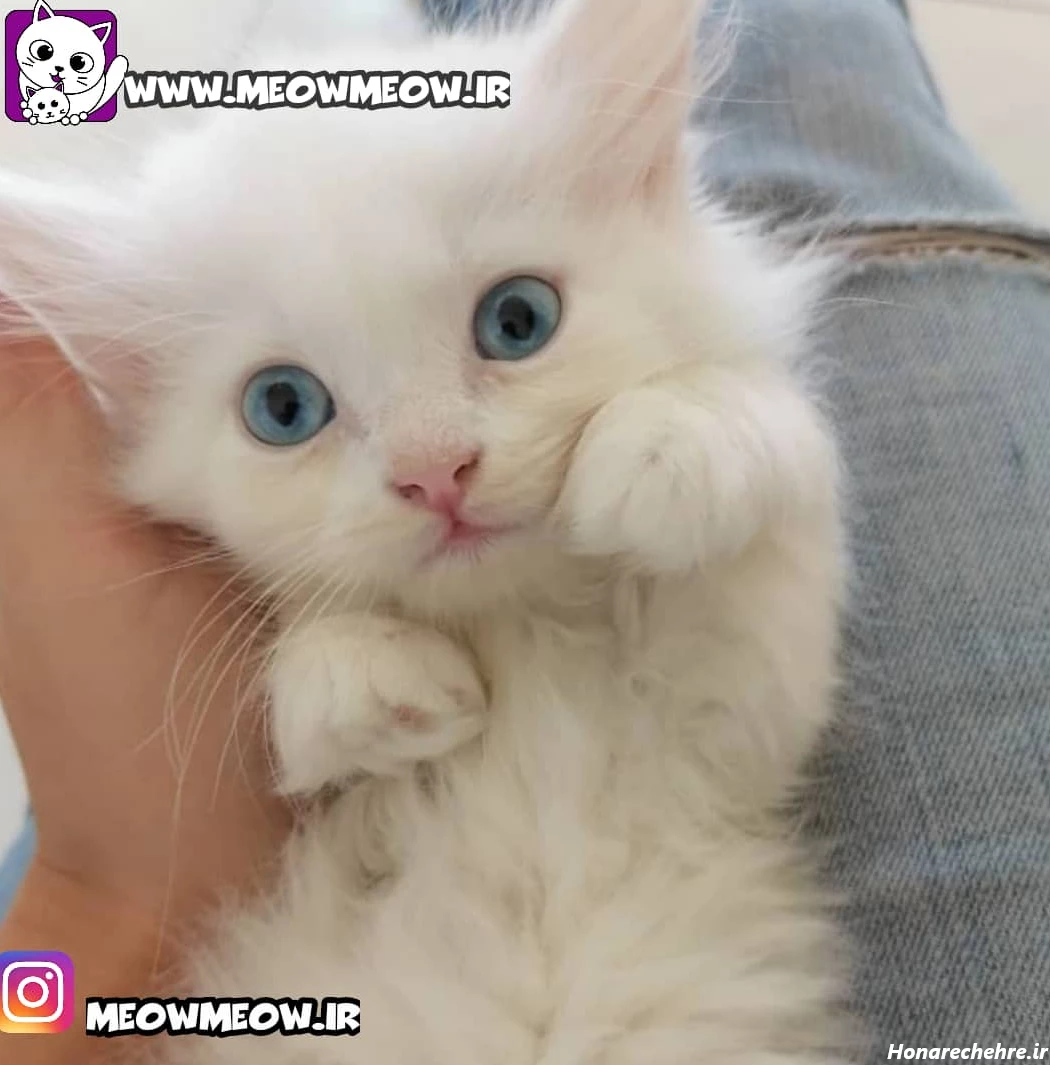 قیمت گربه پرشین سفید چشم ابی دیوار