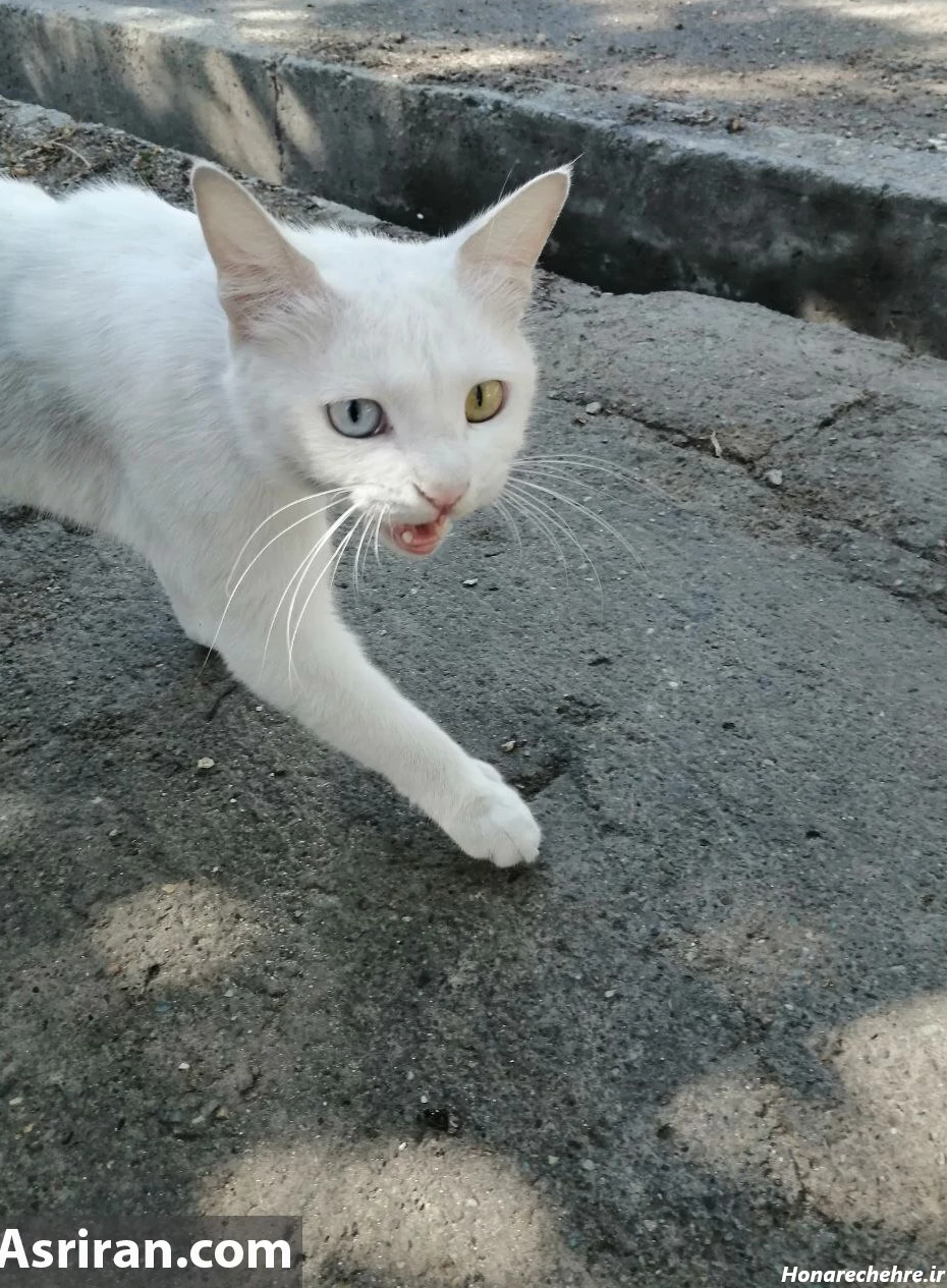 عکس گربه پرشین سیاه