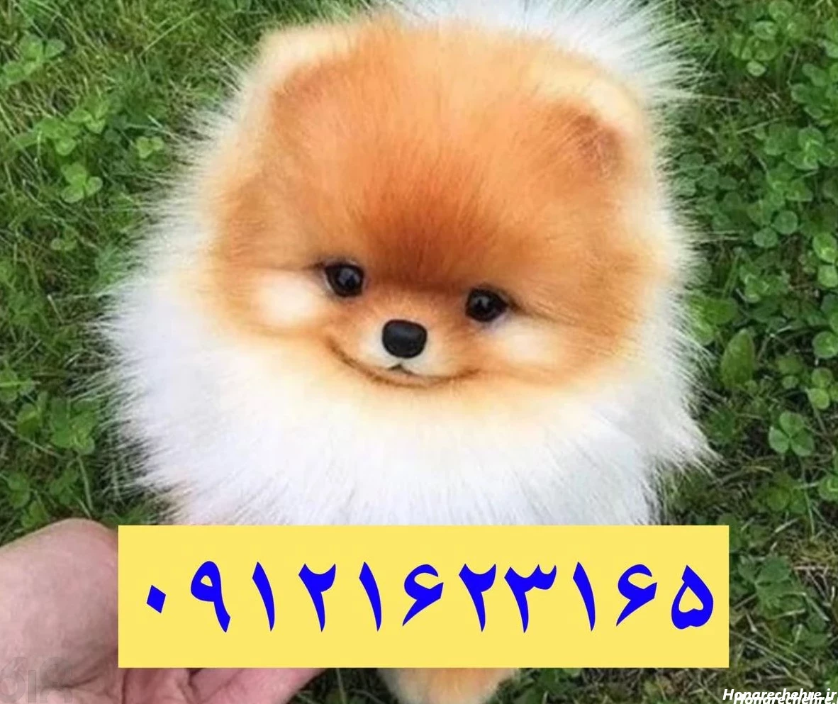 عکس سگ رنگین کمانی