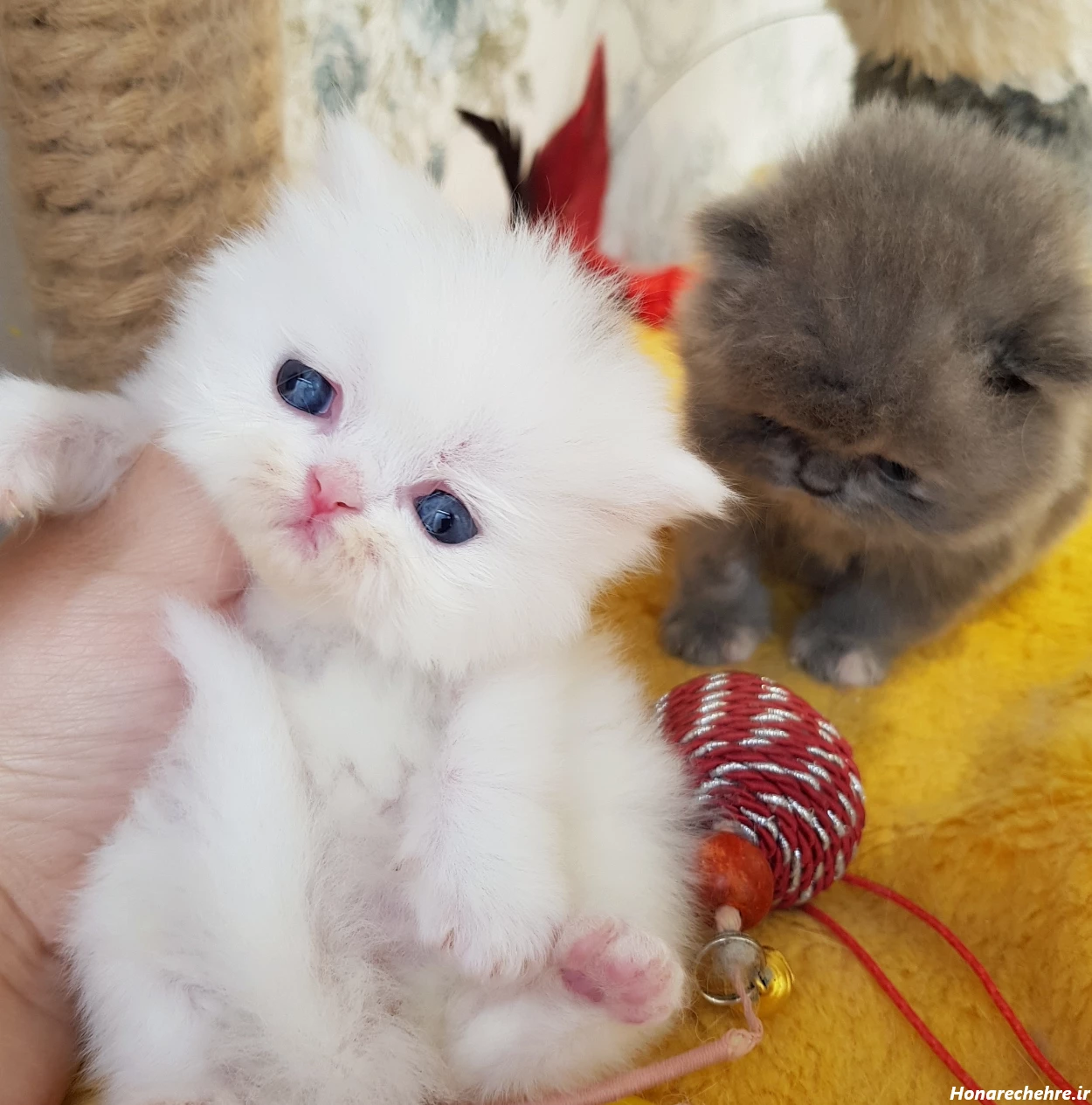 عکس گربه پرشین سیاه