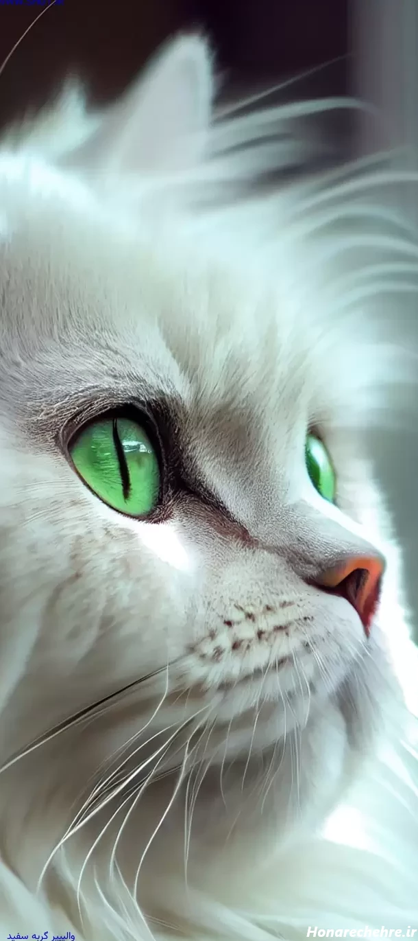 عکس گربه پرشین سیاه