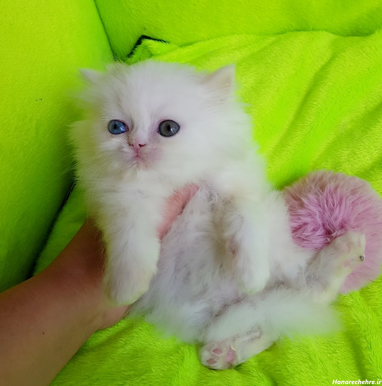 عکس گربه پرشین سیاه