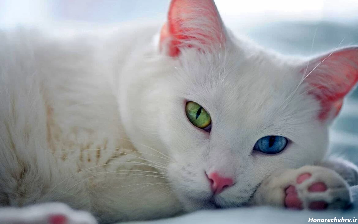 عکس گربه پرشین سیاه