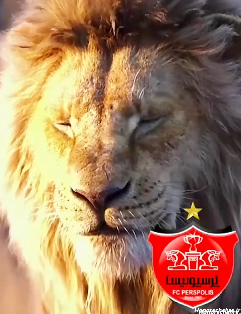 عکس شیر پرسپولیس جدید