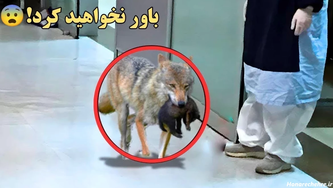 عکس گرگاس واقعی در ایران - عکس نودی