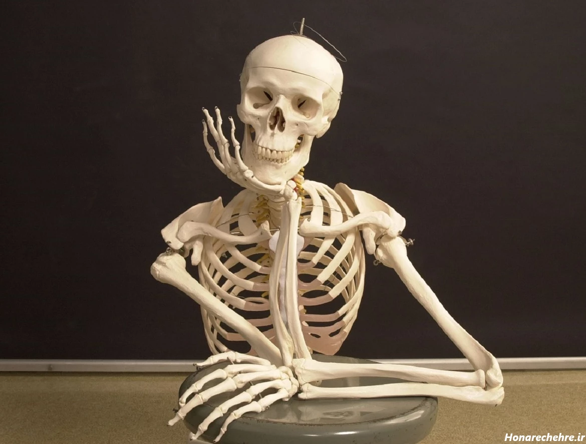 عکس اسکلت واقعی انسان