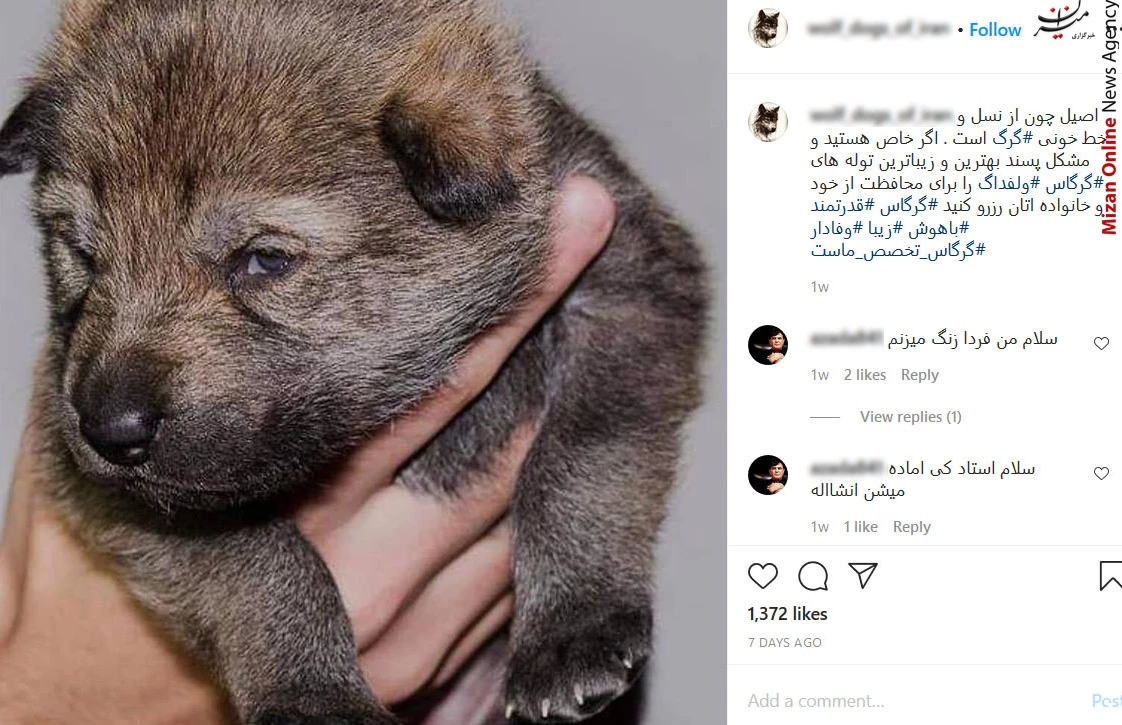تجارت توله گرگهای ۱۰ میلیون تومانی در شبکه های اجتماعی+ ...