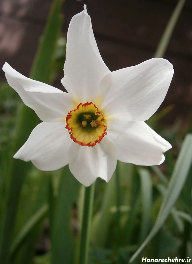 عکس باران برای پروفایل