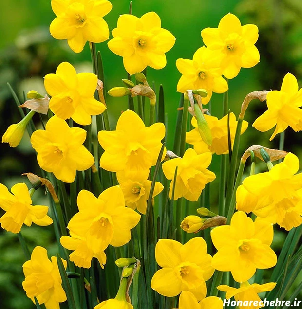 عکس باران برای پروفایل