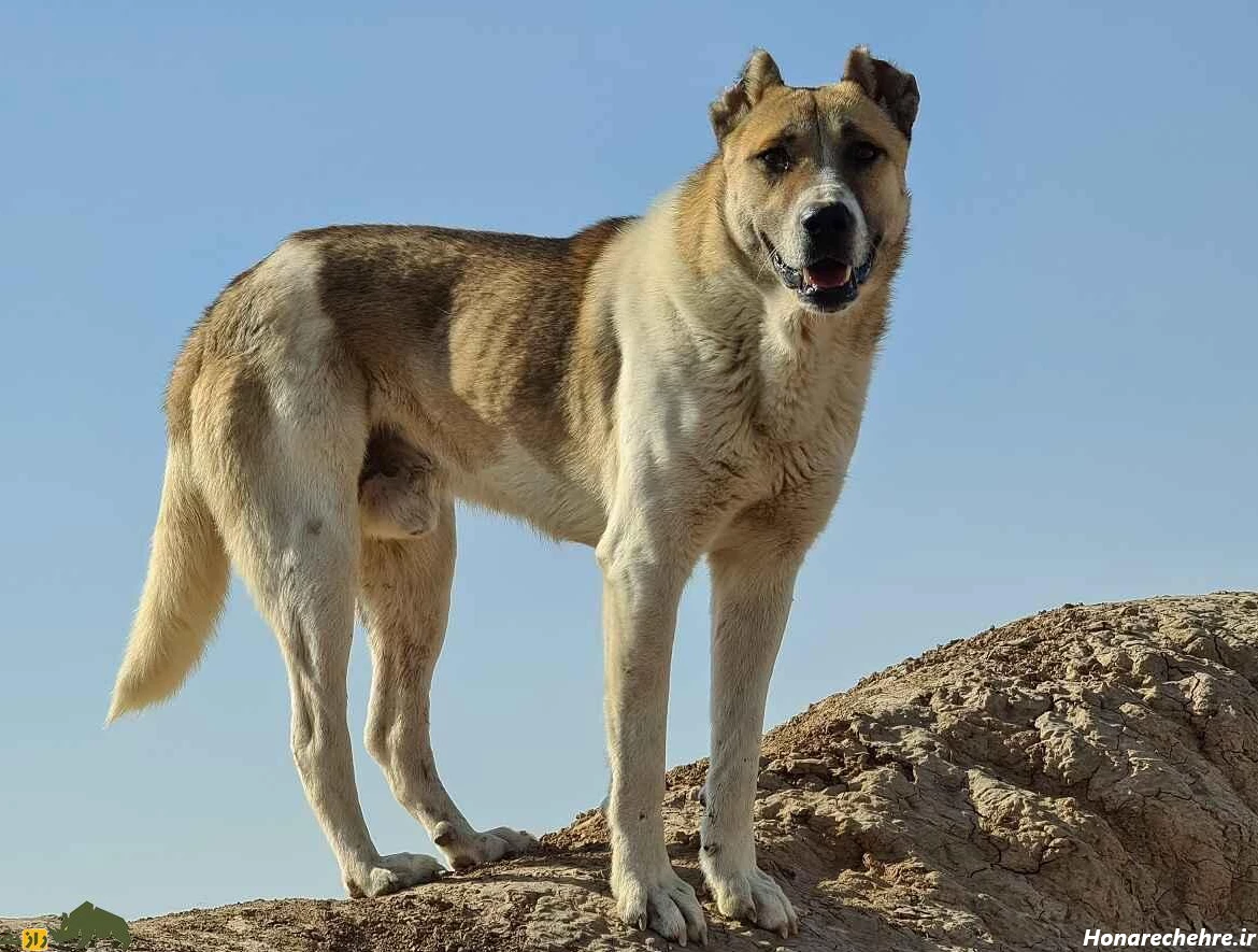 نژاد سگ های ولگرد ایرانی