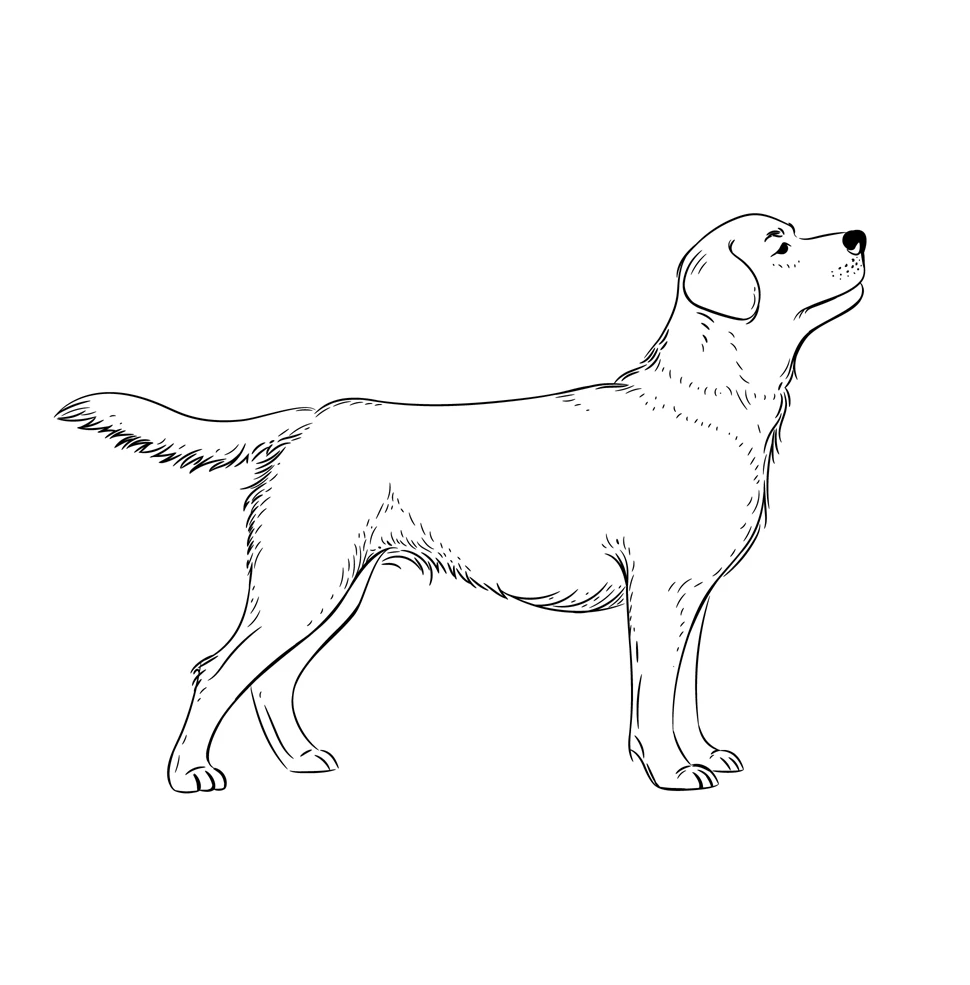 نقاشی سگ وحشی سخت