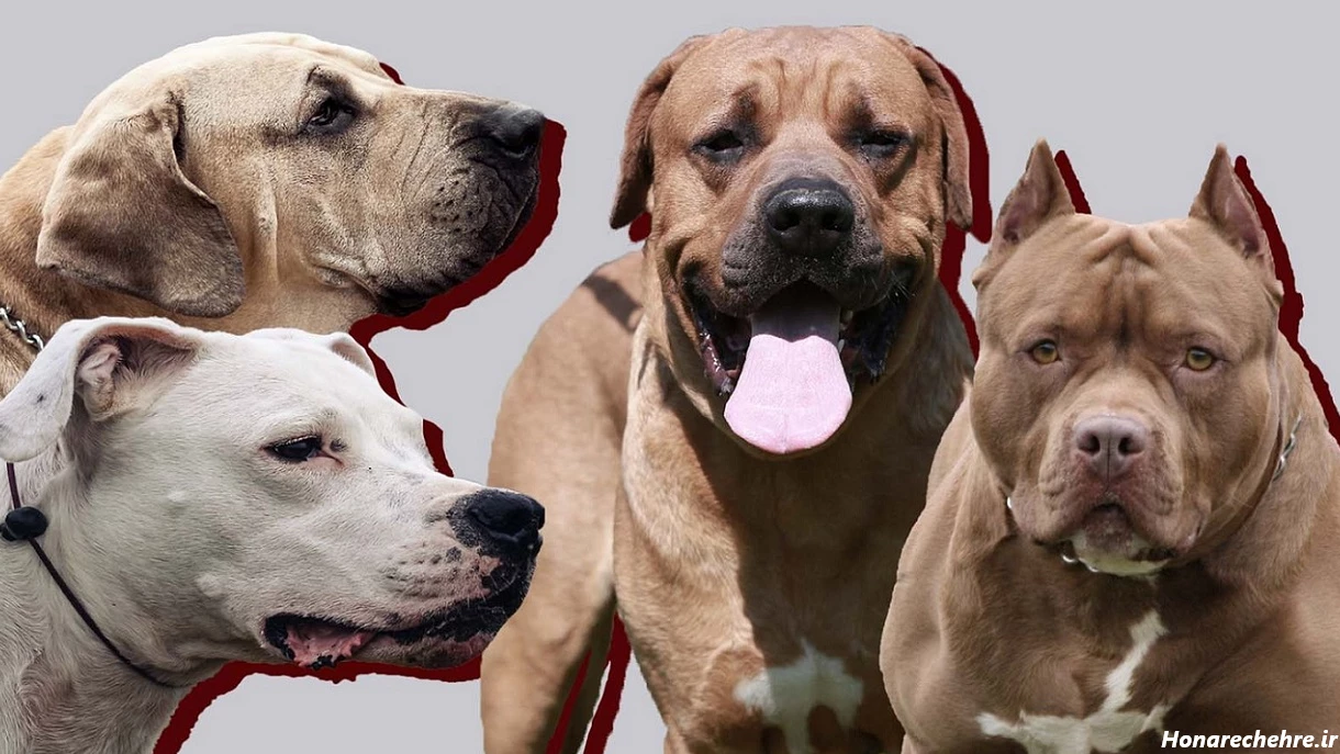 حمله وحشی ترین سگ دنیا به انسان