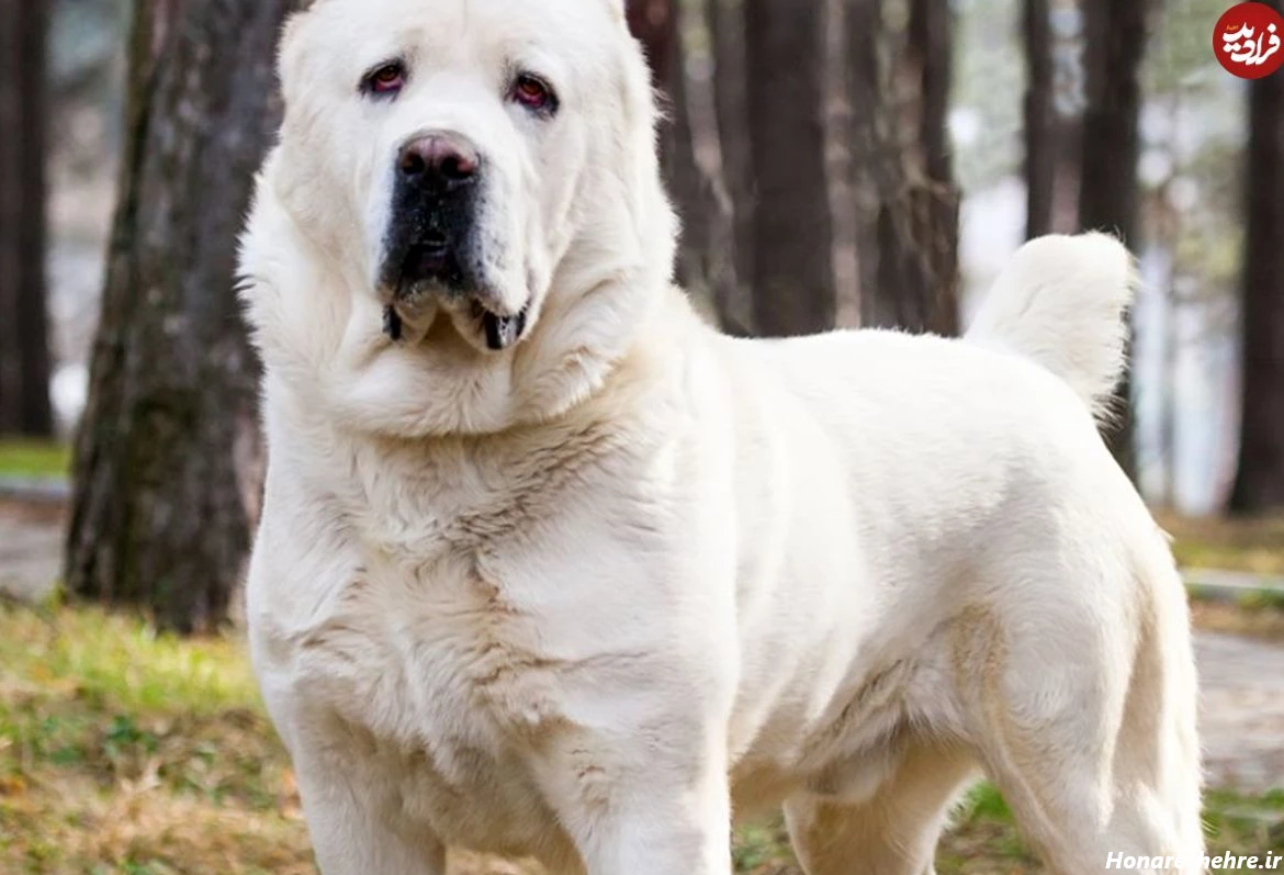 حمله وحشی ترین سگ دنیا به انسان