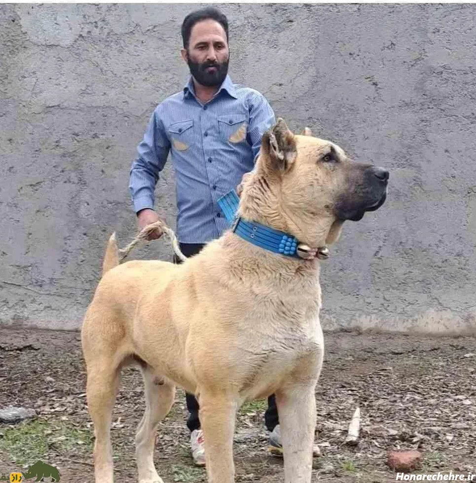 نژاد سگ های ولگرد ایرانی