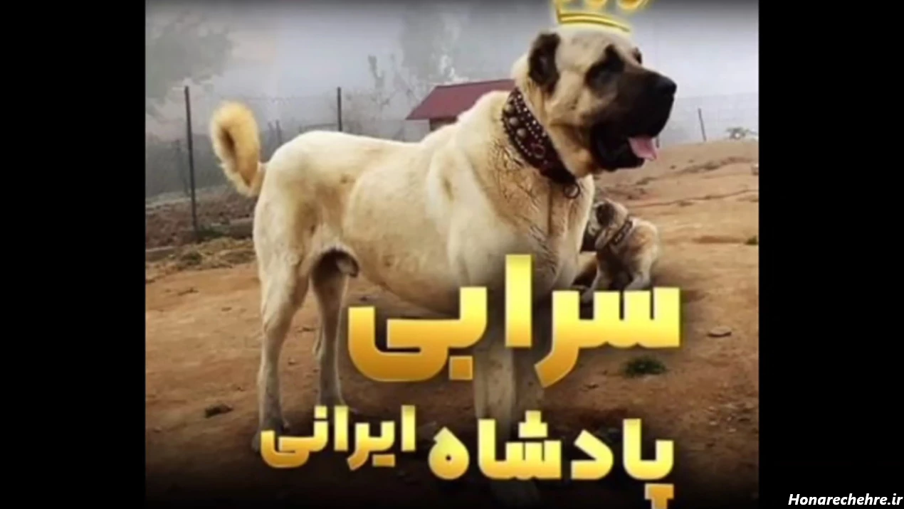 نژاد سگ های ولگرد ایرانی