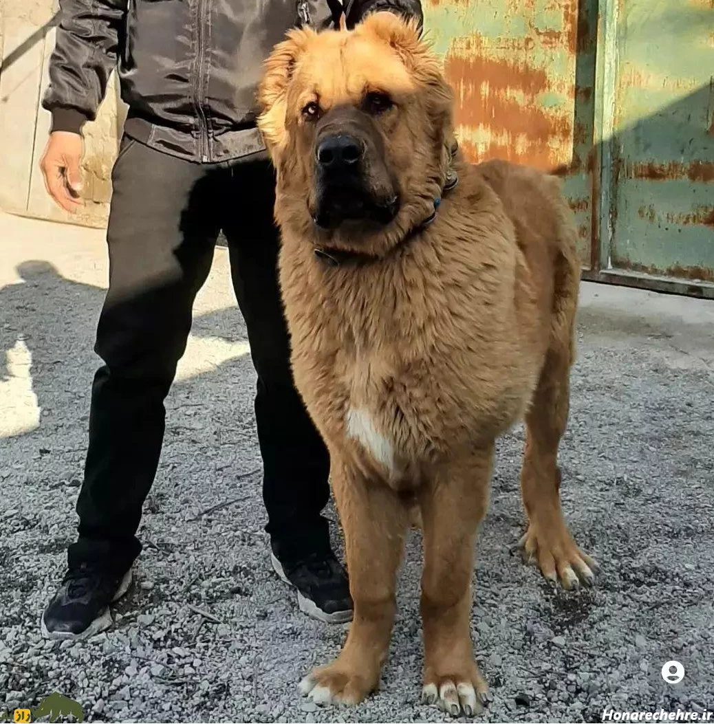نژاد سگ های ولگرد ایرانی