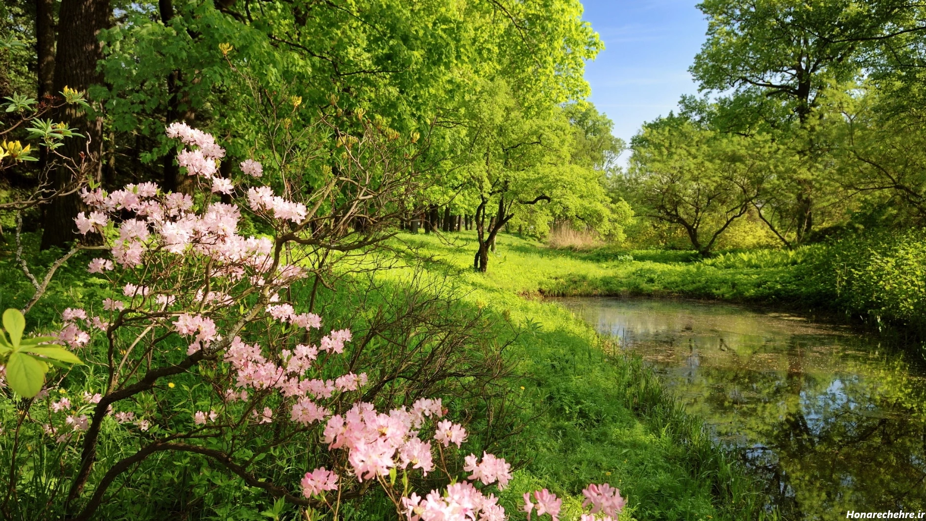 گالری عکس طبیعت