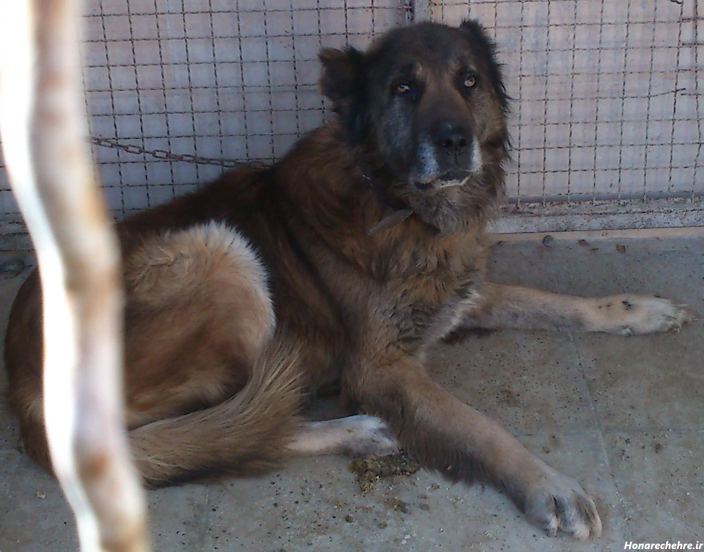 نژاد سگ های ولگرد ایرانی