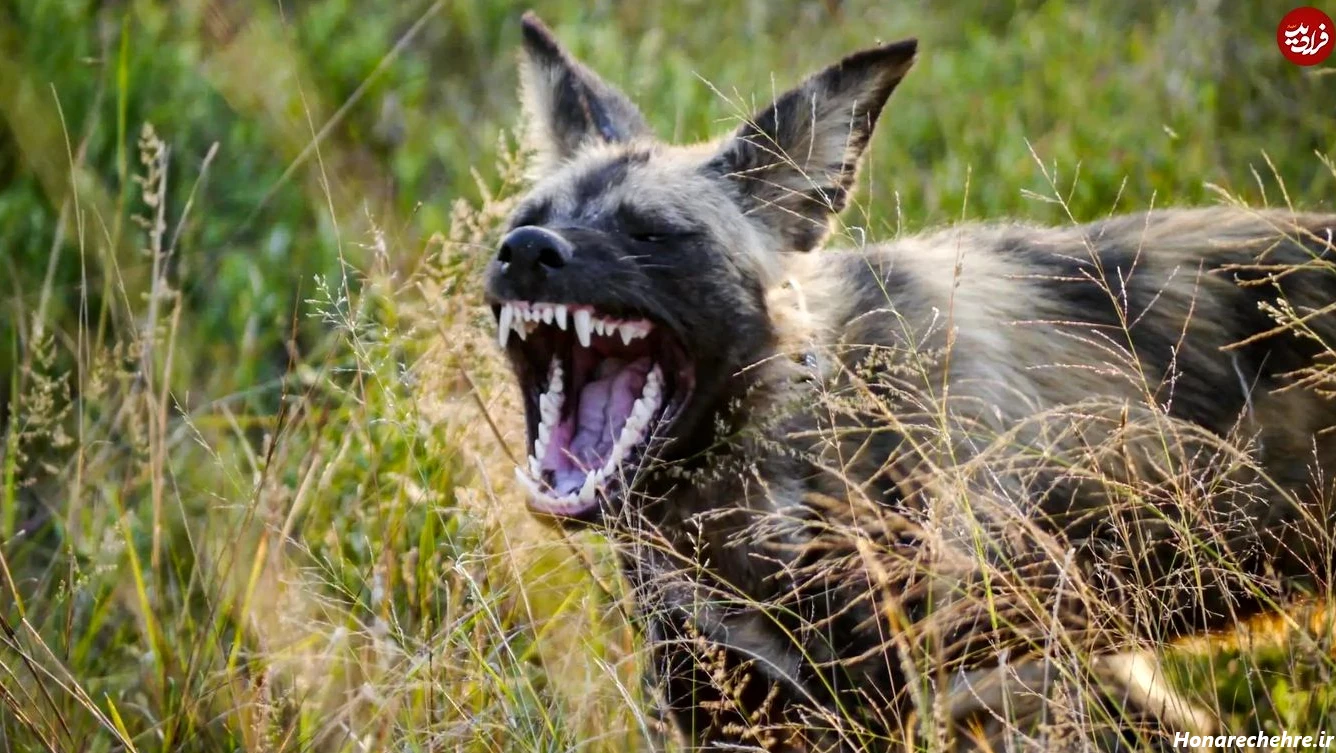 نژاد سگ های ولگرد ایرانی