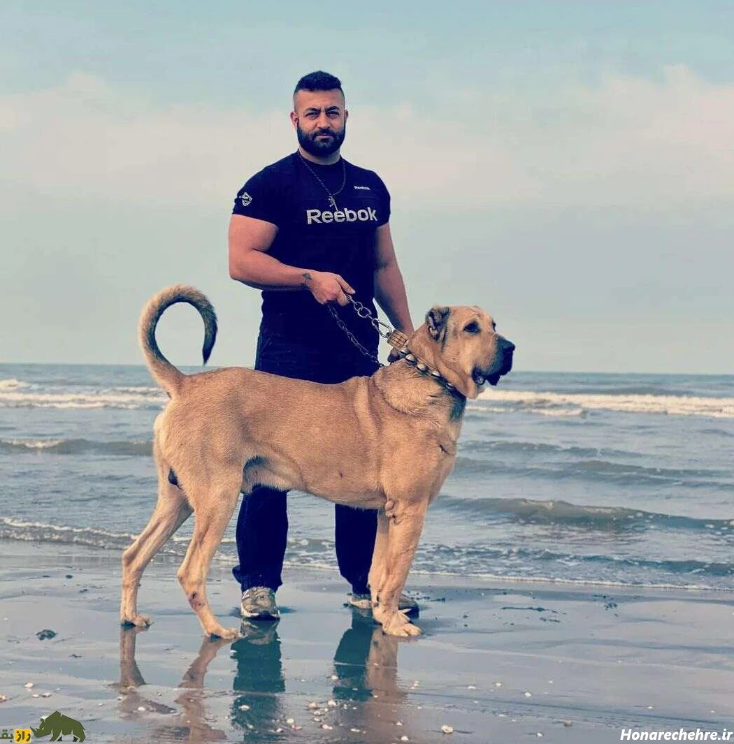 نژاد سگ های ولگرد ایرانی